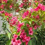 Weigela japonica 花
