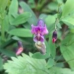 Lathyrus linifolius Flor