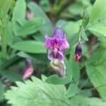 Lathyrus linifolius