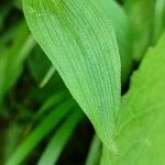 Epipactis atrorubens Leaf