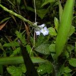 Stachytarpheta cayennensis Floare