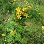 Hypericum perforatumFlower