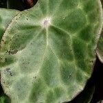 Begonia kingiana