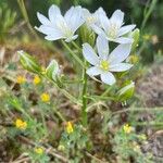 Ornithogalum gussonei Otro