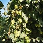 Humulus lupulus Alkat (teljes növény)