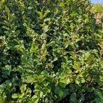 Alnus alnobetula Habit