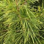 Sciadopitys verticillata Likasa