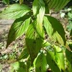 Cornus officinalis Hoja