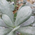 Senecio decaryi Hoja