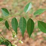 Pericopsis elata Foglia