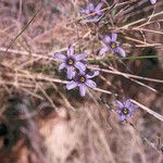 Sisyrinchium halophilum Blomst