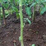 Solanum pimpinellifolium Ŝelo