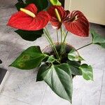 Anthurium scherzerianumFlower