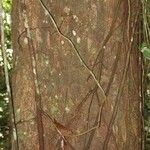 Eschweilera apiculata 樹皮