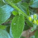 Genista germanica Blad