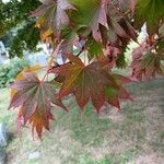 Acer palmatumLeaf