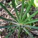 Coccothrinax argentea Hoja