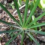 Coccothrinax argentea Feuille