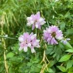 Coronilla variaЦвят