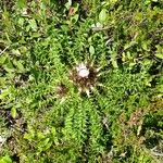 Carlina acaulis 整株植物