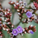 Limonium auriculiursifolium Цвят