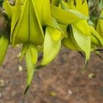 Crotalaria agatiflora Flor