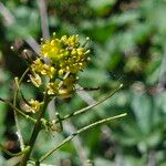 Sisymbrium erysimoides Flower