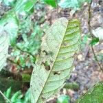 Talisia sylvatica Hoja