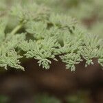 Lomatium grayi Hábito