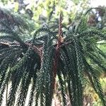 Araucaria laubenfelsii पत्ता