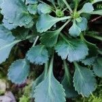 Saxifraga spathularis Blatt