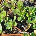 Portulaca oleracea Feuille