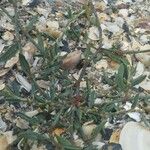 Polygonum raii 葉