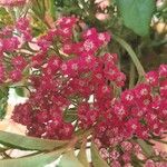 Achillea distans Blüte