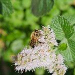 Mentha × rotundifolia फूल