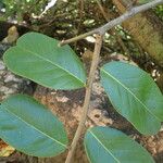 Capparis flexuosa Leaf