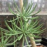 Tylecodon cacaloides Hoja