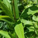 Desmodium canadense Blatt