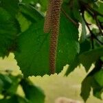 Corylus avellanaFlor