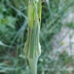 Tragopogon dubius Цвят