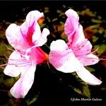 Rhododendron periclymenoides Flower