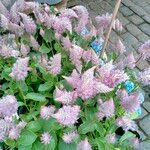 Ptilotus extenuatus Flor