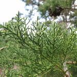 Widdringtonia nodiflora ᱮᱴᱟᱜ