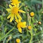 Senecio inaequidensFlower