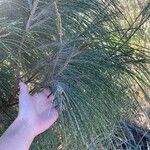 Casuarina equisetifolia葉