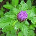 Centratherum punctatum Flor
