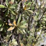 Alchemilla polylepis List