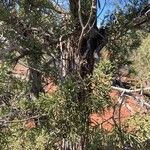 Juniperus osteosperma Листок