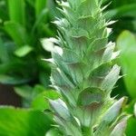 Acanthus hungaricus Folha