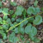 Galax urceolata Flower